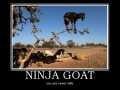 Ninja Goat