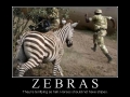 Zebras