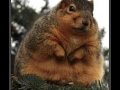 Squirrelius Americanus