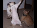 Bad Cat