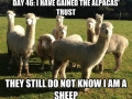 Undercover Sheep