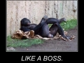 Like a  boss!