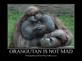 Orangutan is not mad