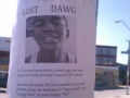 Lost my dawg