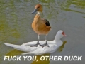 Rude duck