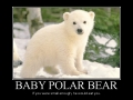 Baby Polar Bear