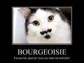 Meow, my good man