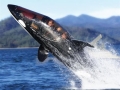 The Killer Whale Submarine