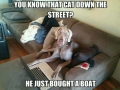 You know that cat..