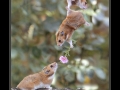 Hamster Mating