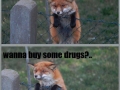 Naughty fox