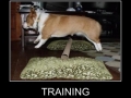 Dog Training