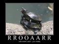 Roooaaarrr!