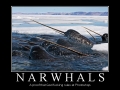 Narwhals
