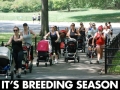 Breeding Season