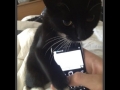 Overly Attached Kitty