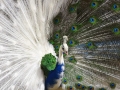 Half white peacock