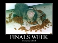 Finals Week