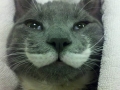 Moustache Cat