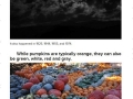 Facts About Halloween