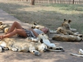 Sleeping with lions