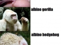 Albino Animals