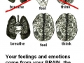 Breathe, Feel and Think