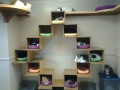 Cat Houses