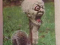 Epic squirrel!