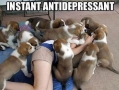 Best anti-depressant ever