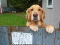 Beware of dog