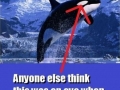 Orca eye