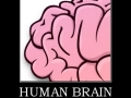 Human Brain