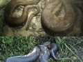 26 Foot Anaconda