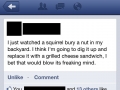 Trolling a squirrel