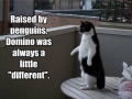 A cat raised by penguins