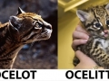 Ocelot & Ocelittle