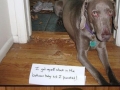 Best of dog shaming