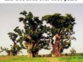 Most Amazing Tree