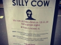 I am a silly cow