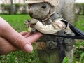 Soldier Squirrel