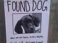 Found Dog