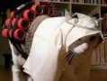 Suicide Bomber Cat