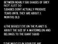 10 things about eyes