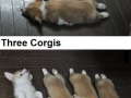 Counting with Corgis