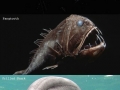 Creatures from Mariana Trench