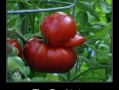 An ordinary tomato