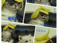 Cat wearing grapefruit hats