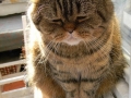 Highly depressed cat