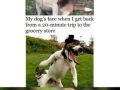 Dog Logic